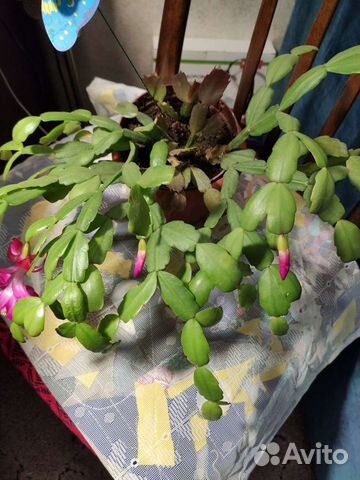 Декабрист, драцена