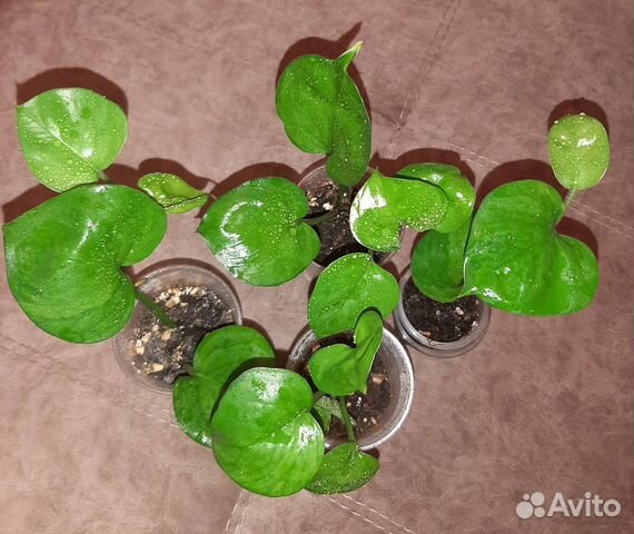 Эпипремнумы, сциндапсусы сортовые