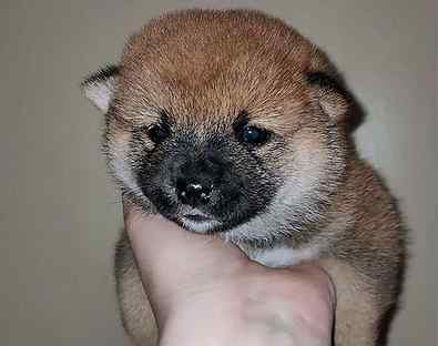 Сиба ину щенок. Авито щенок сиба. Щенок сиба ину 4 месяца фото. Сиба ину. Авито щенок сиба.