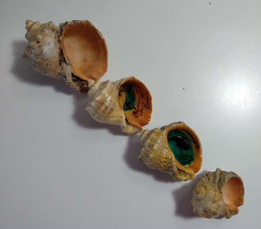 Ракушка морская