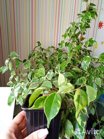 Фикус бенджамина 3 вида