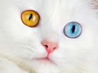 Возьму белого котенка с разными глазами