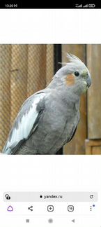 Попугай корелла - фотография № 2