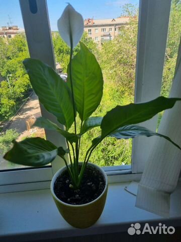 Спатифиллум