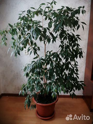 Фикус бенджамина большой