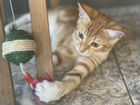 Ласковые котята ищут дом объявление продам