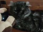 Продается котик мальчик Американский Керл 10мес объявление продам