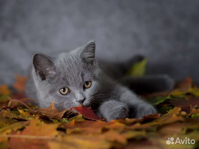 Британские котята девочки