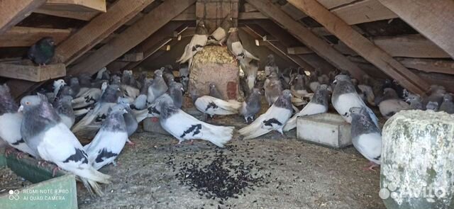 Голуби кофейные белохвостые