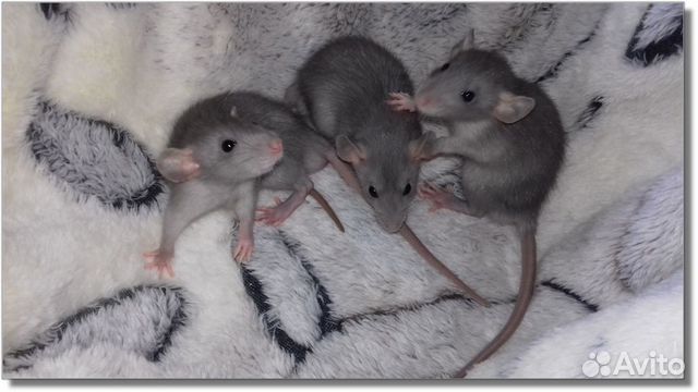 Крысята Дамбо голубые крысы норковые питомник