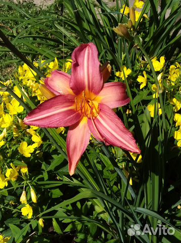 Лилейники разных расцветок