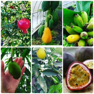 Экзотические растения/саженцы