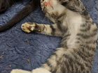 Сибирская кошка бесплатно объявление продам