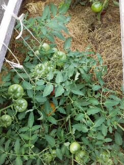 Монгольский карлик