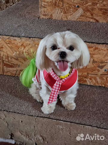 Вязка. Мальтийская болонка, мальчик