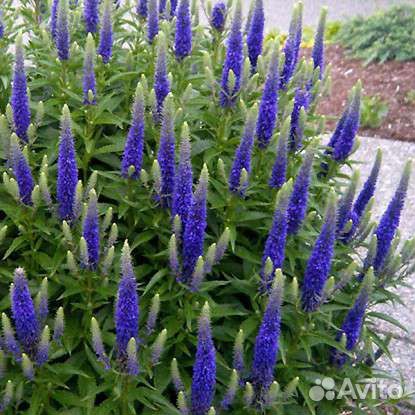 Вероника колосковая низкорослая