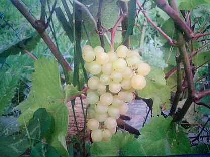 Кусты винограда