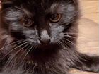 Мейн Кун котята объявление продам