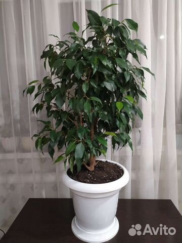 Фикус бенджамина большой