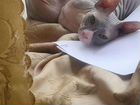 Донской сфинкс котята объявление продам