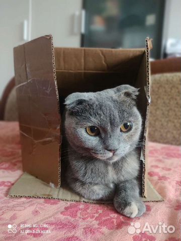 ищу кота для вязки