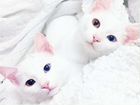Белые кошечки и котики в добрые руки