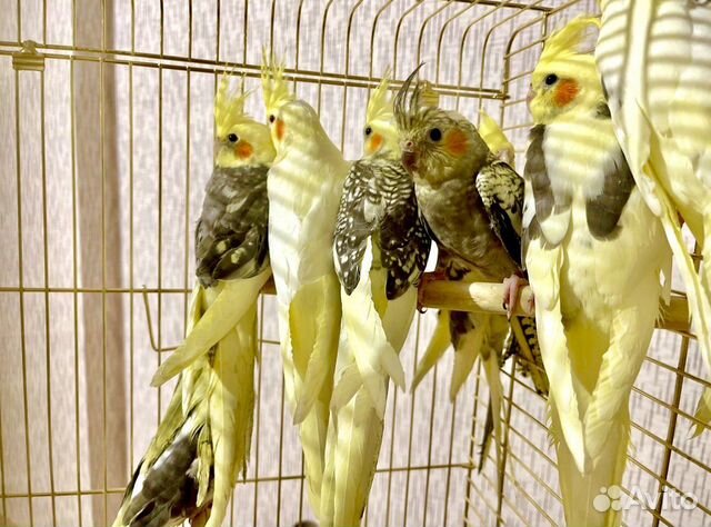 Попугай Корелла (птенцы)