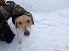 Продам собаку пароды русская пегая с документами объявление продам