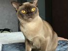 Бурманская кошка