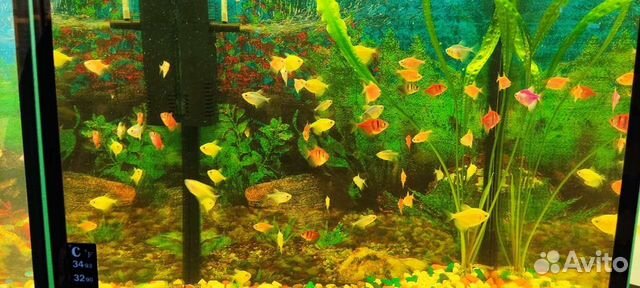 Аквариумные рыбки