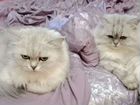 Персидские шиншилловые котята объявление продам