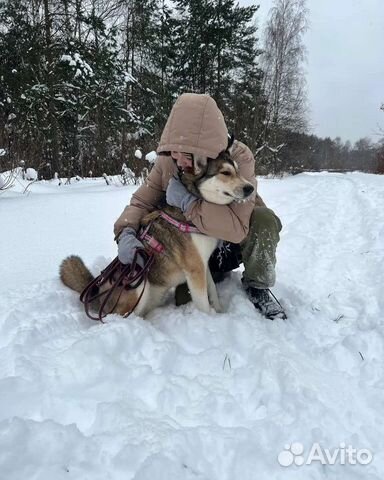 Выгул собак/Зооняня/Догситтер
