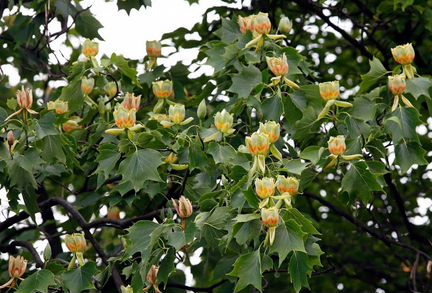 Лириодендрон, семена