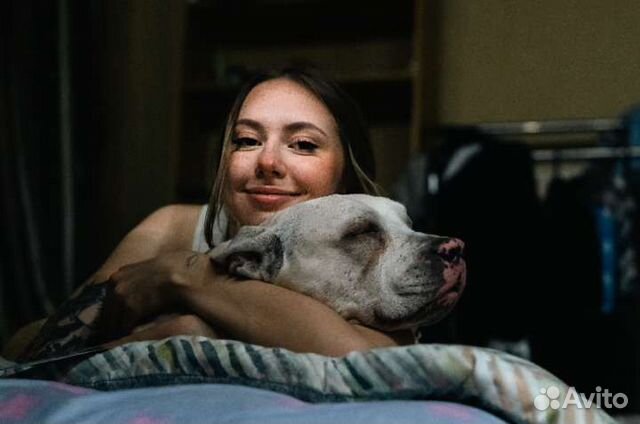 Догситтер/выгул собак