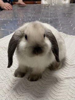 Элитные мини вислоухие кролики
