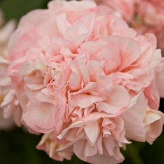 Пеларгония