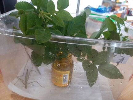 Палочники аннамские