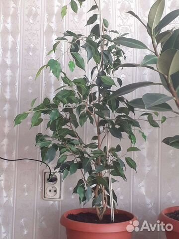 Фикус Бенджамина 