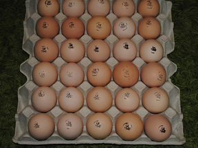 Инкубационное яйцо бройлера,индейки,несушки