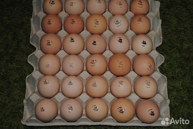 Инкубационное яйцо бройлера,индейки,несушки