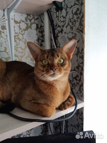 Абисинский кот для вязки