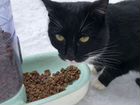 Найден кот черно-белой окраски
