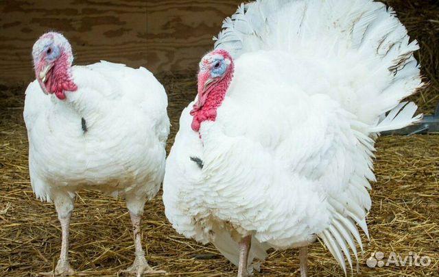 Яйцо Тяжёлого индюка Хайбрид Конвектор