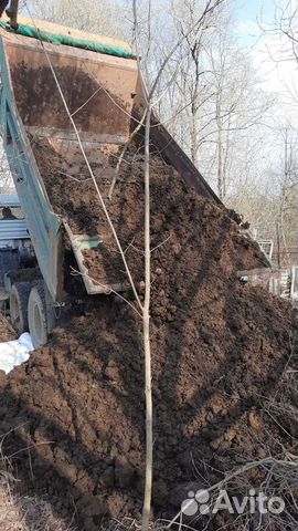 Коровий навоз с доставкой на дачу