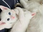 Котенок Турецкой кошки,все подробности в смс