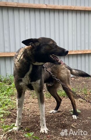 Отдам кобеля в добрые руки