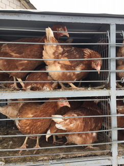 Куры несушки молодки 120 дней
