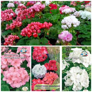 Семена Пеларгония 8 сортов Бесплатная доставка