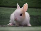 Кролик декоративный карликовый девочка цветной объявление продам