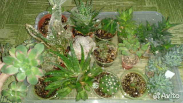 Продам цветы комнатные